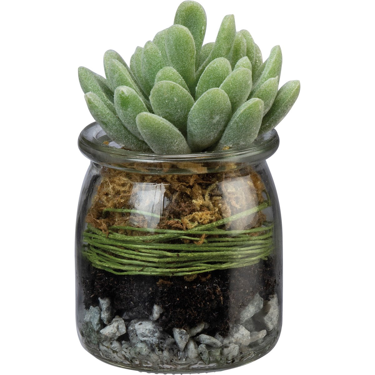 Succulents in Glass
